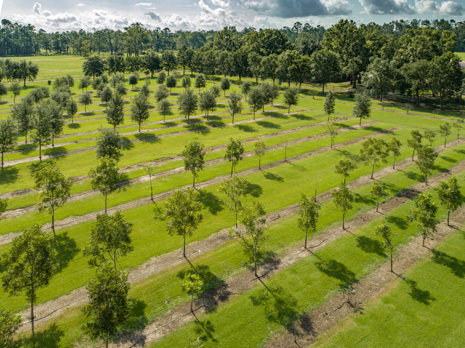 Home Wilkinson Tree Farm Tree Farm Iowa, LA