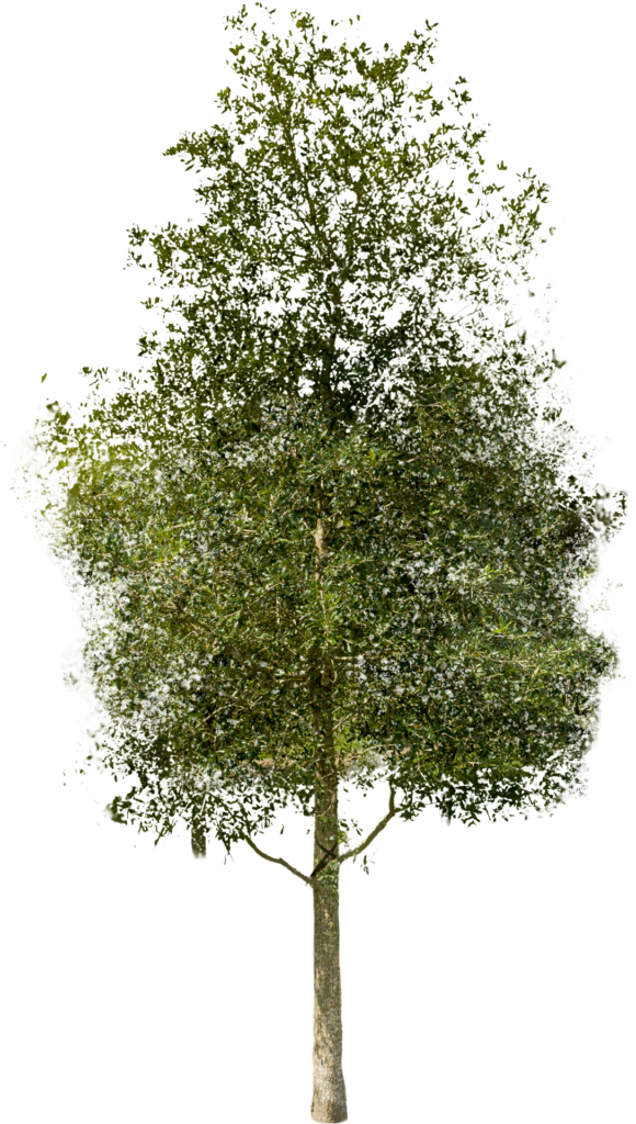 About Wilkinson Tree Farm Tree Farm Iowa, LA