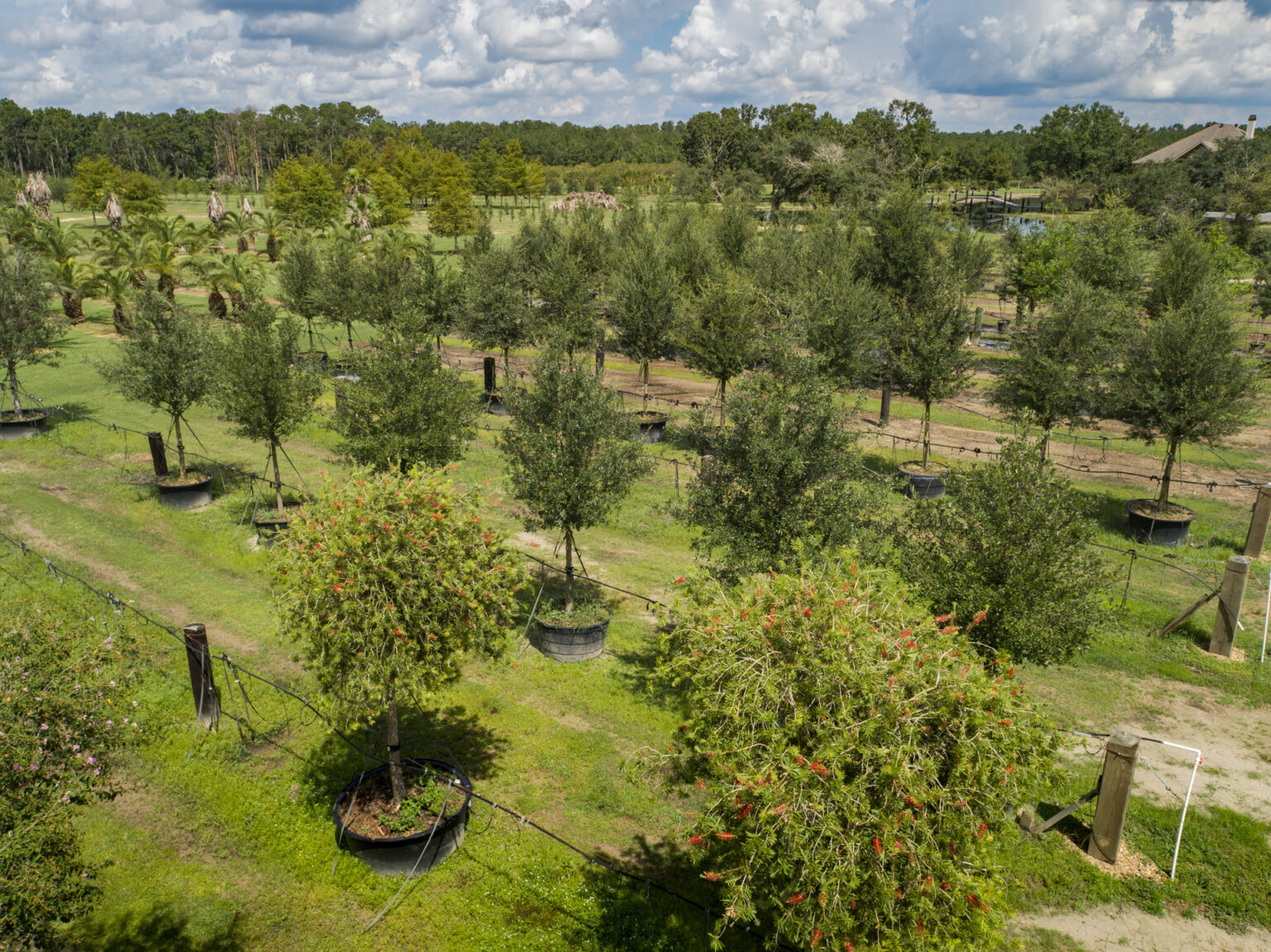 Home Wilkinson Tree Farm Tree Farm Iowa, LA