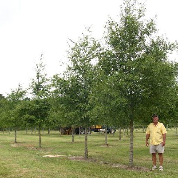 tree, tree farm, field-grown, container tree farm, large palms, live oak, high rise live oak, willow oak, burr oak, sawtooth oak, crepe myrtles, bald cypress, cedar elm